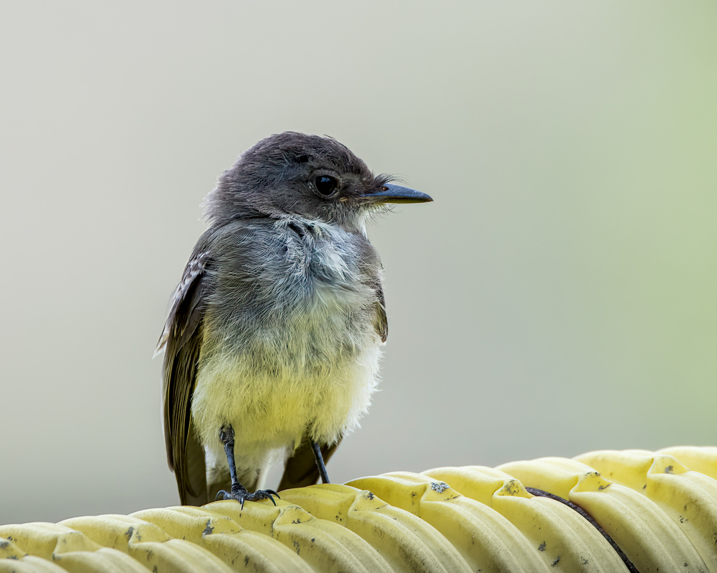 gray and yellow bird on yellow banana leaf